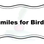 Similes for Birds